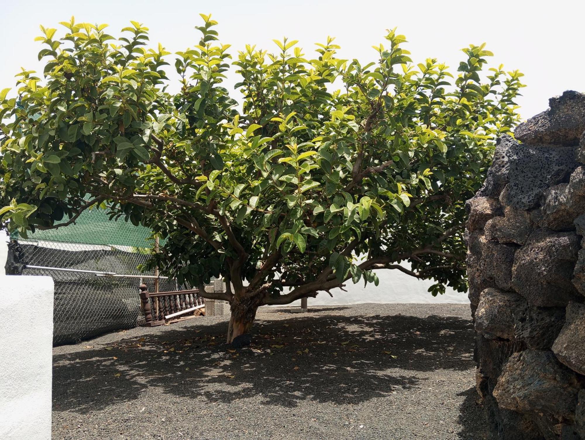Casa Siempreviva Villa Teguise  Dış mekan fotoğraf